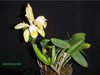 Cattleya forbesii